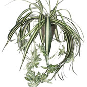 Planta Artificial - Chlorophytum verde - MICA